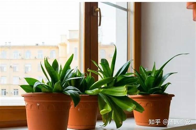 卧室旺财风水植物