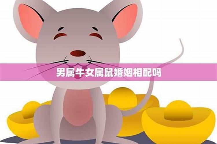 鼠男牛女相配吗