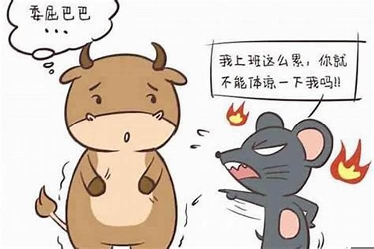 鼠男牛女相配吗