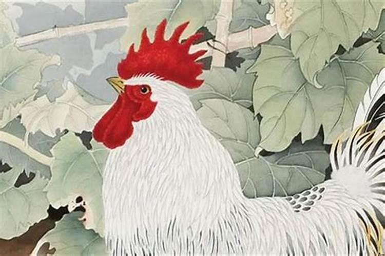 属鸡今年命运如何
