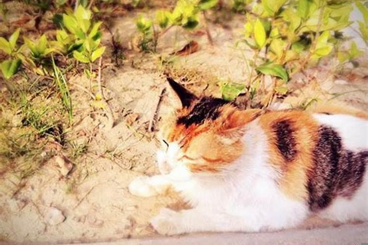 梦见被猫咬了小腿是什么意思