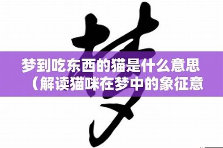 梦到小猫吃小猫